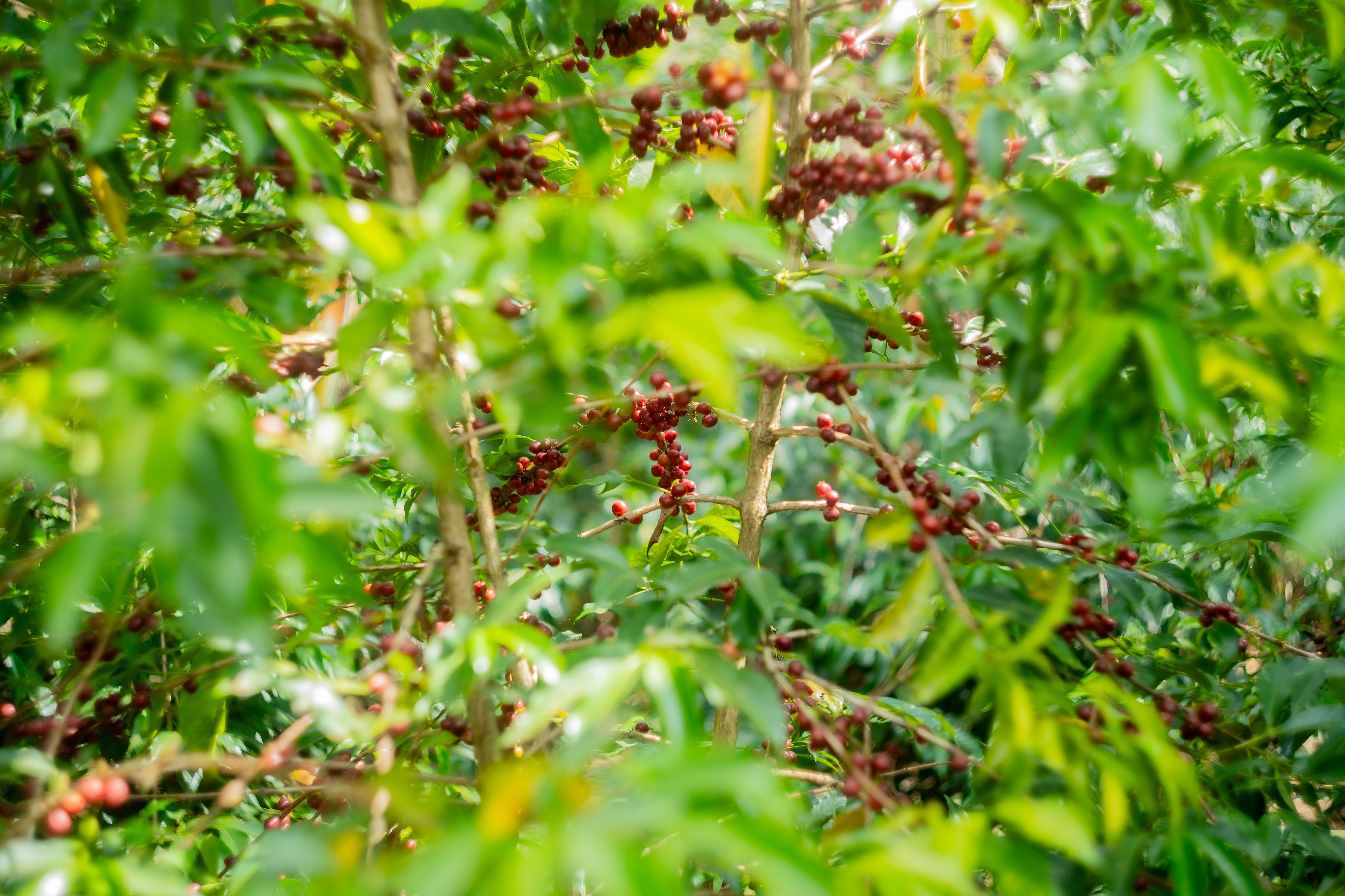 Djimmah (Jimma) coffee origin