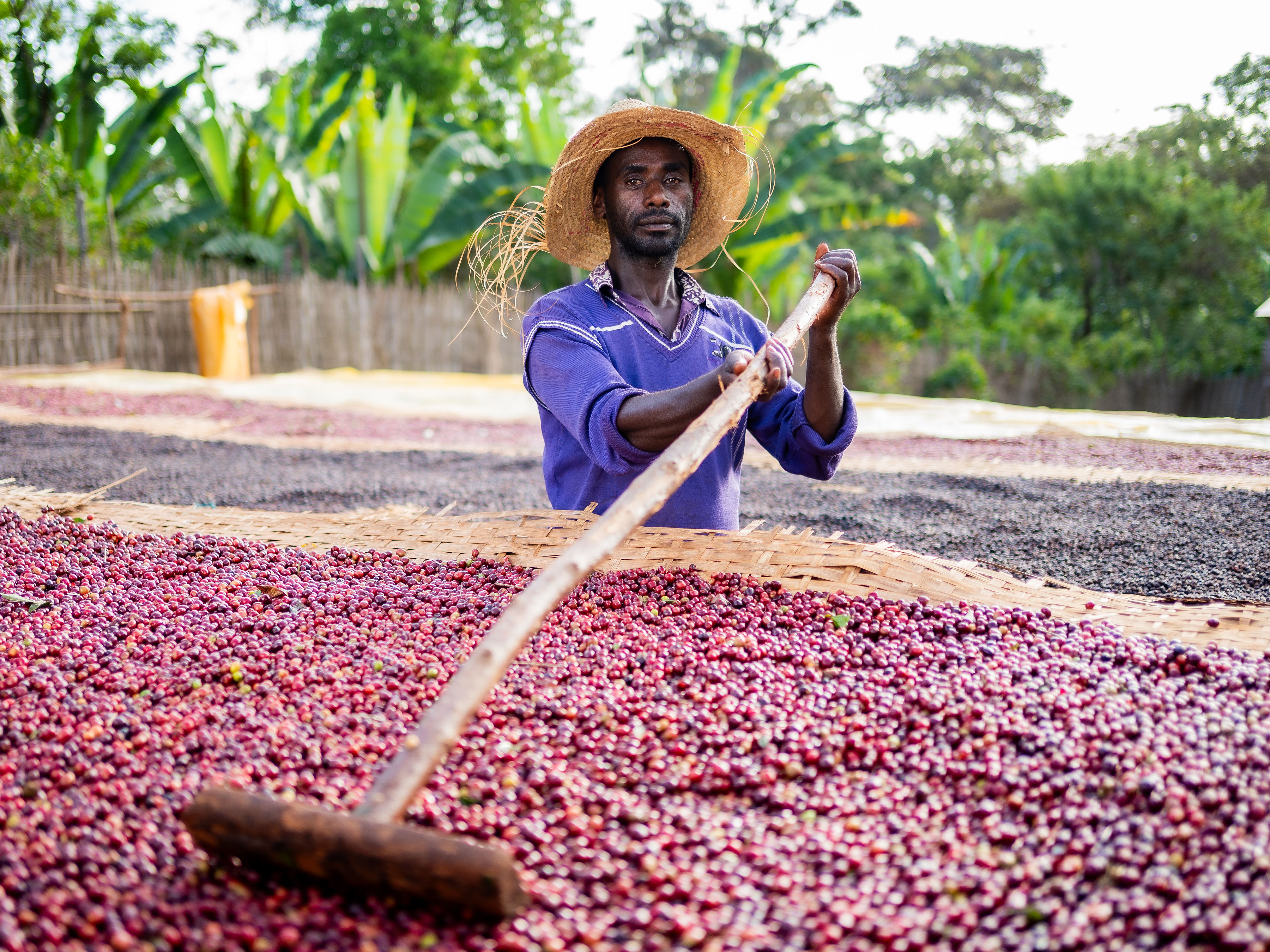 Guji Hambella coffee origin