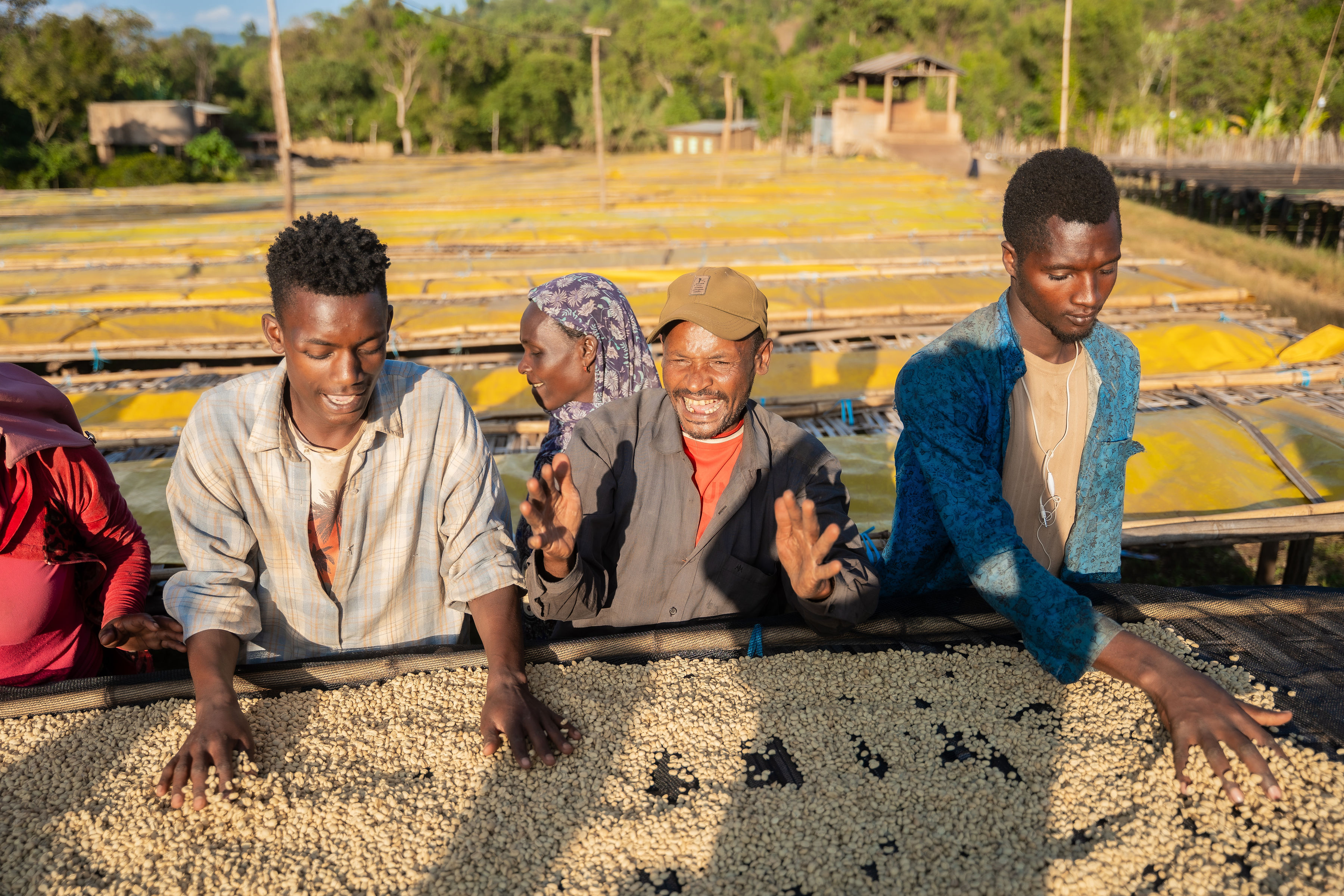 Limu Kosa coffee origin