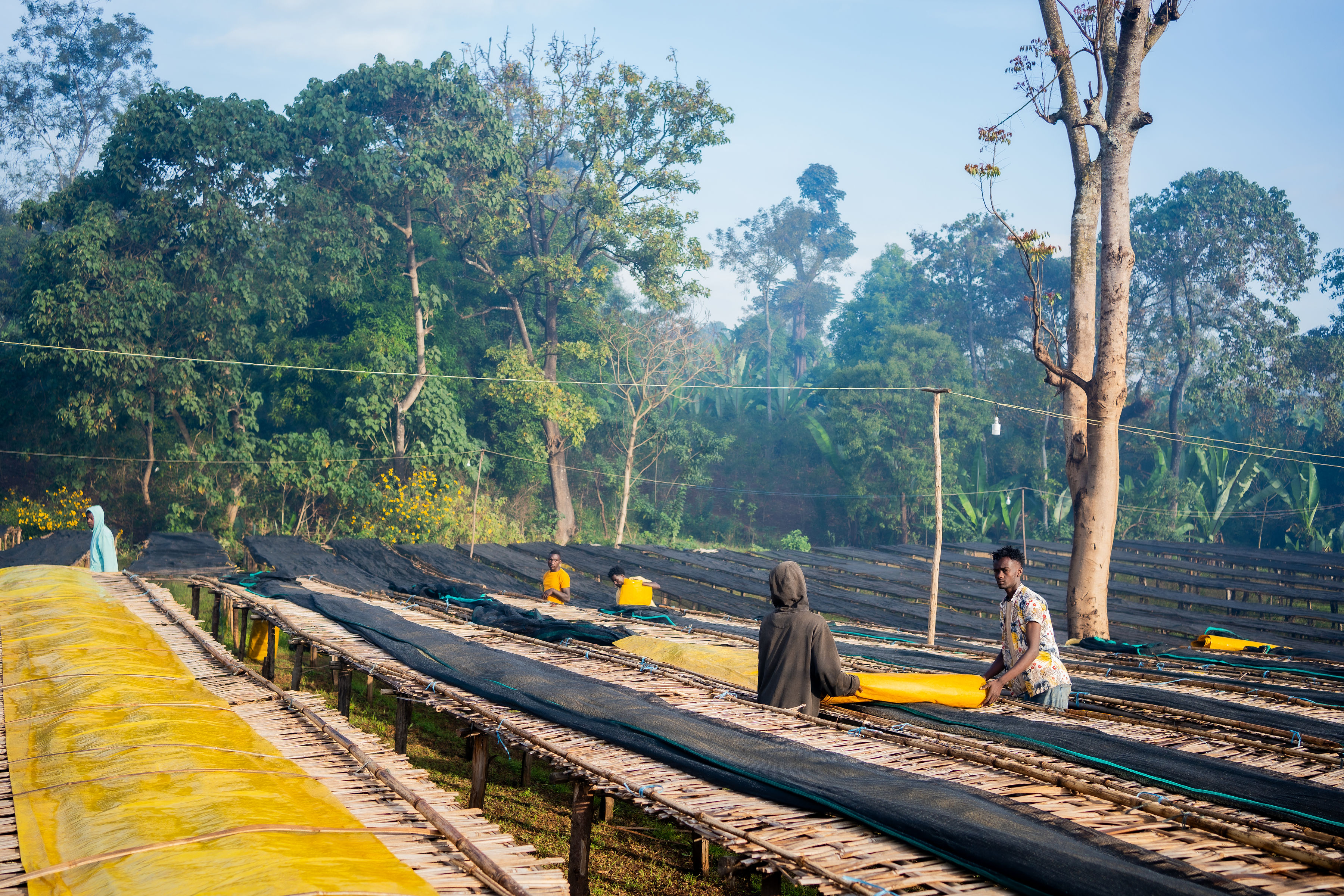 Sidamo Chire coffee origin